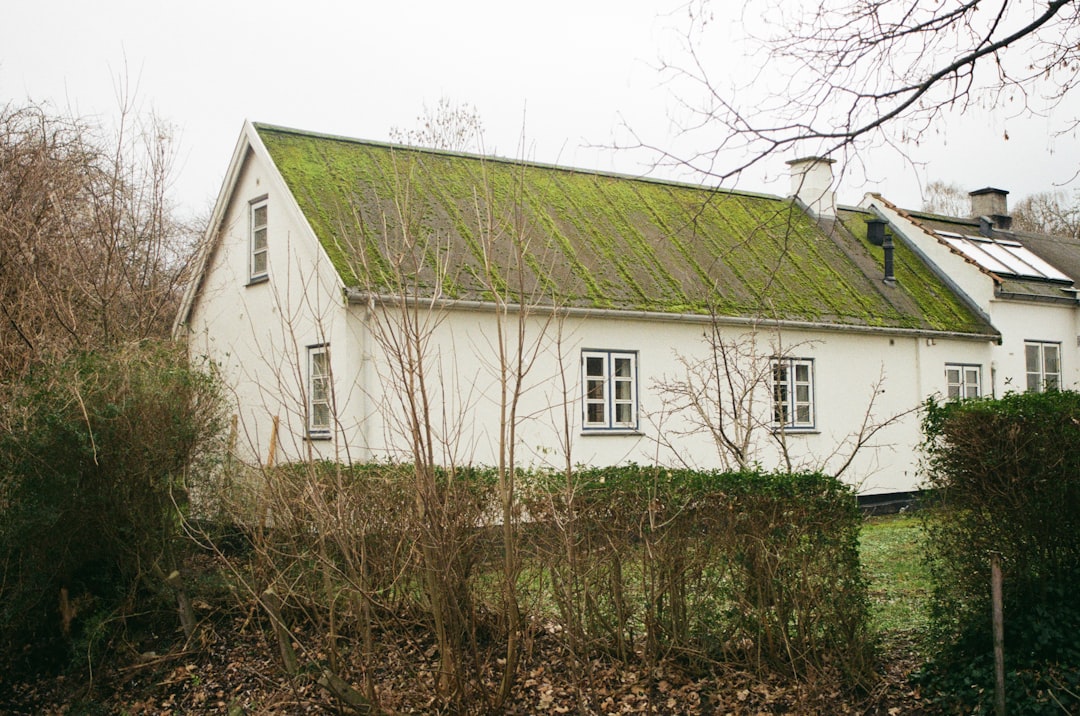 Photo green roofs